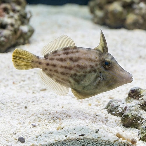 Orange Spot Filefish