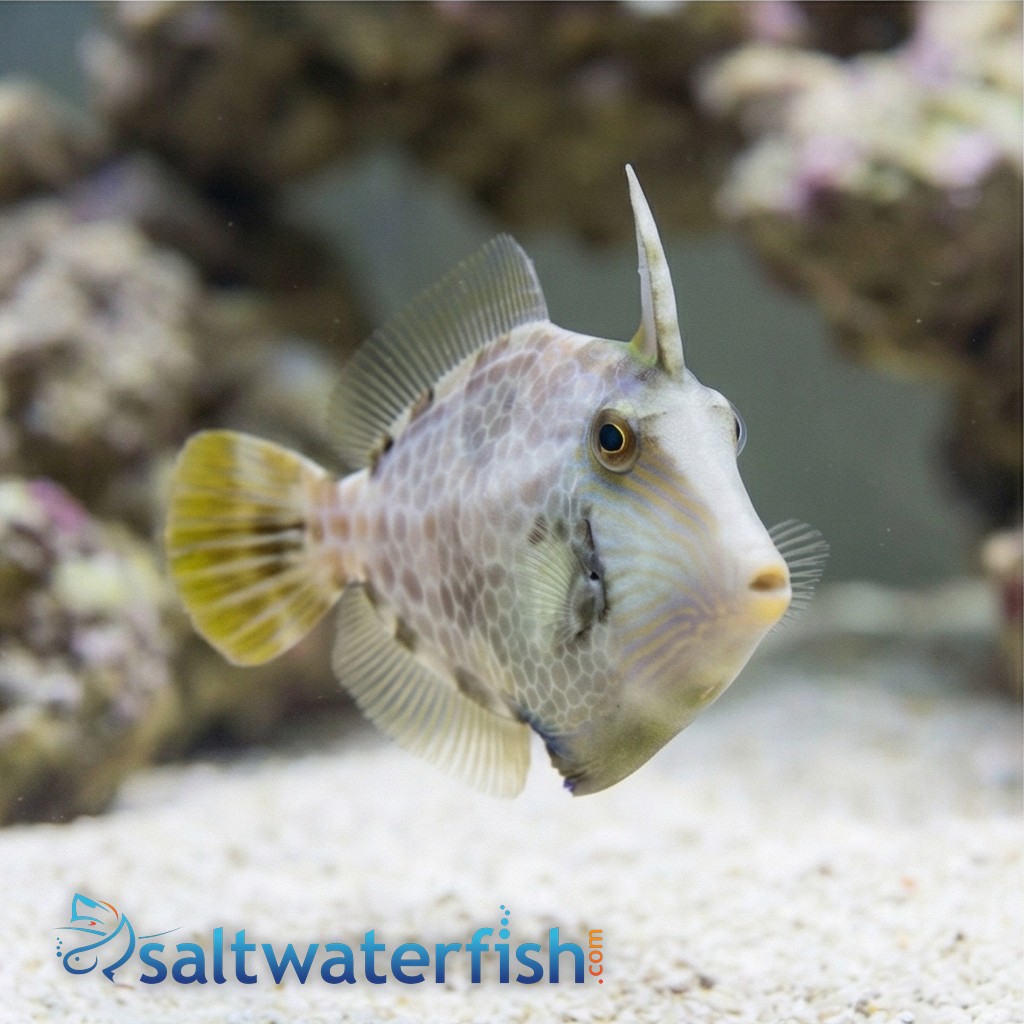 Atlantic Filefish