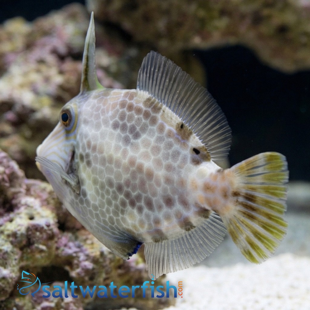 Atlantic Filefish