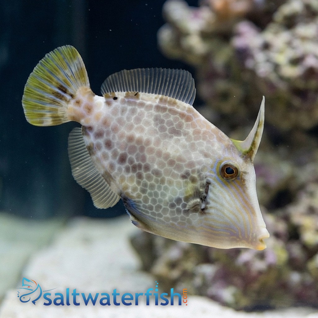 Atlantic Filefish