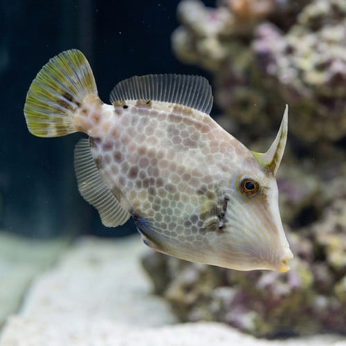 Atlantic Filefish