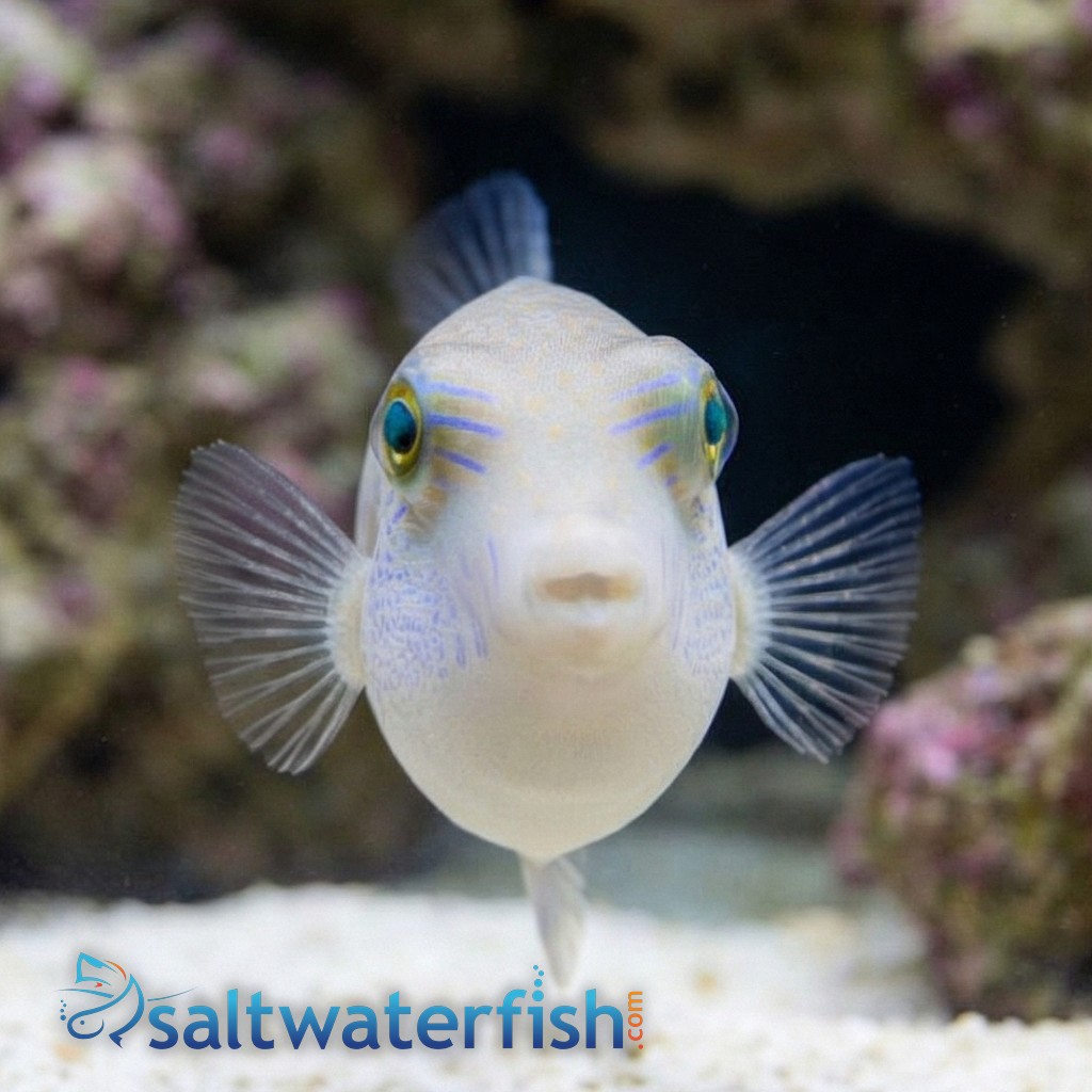 Whitebelly Puffer