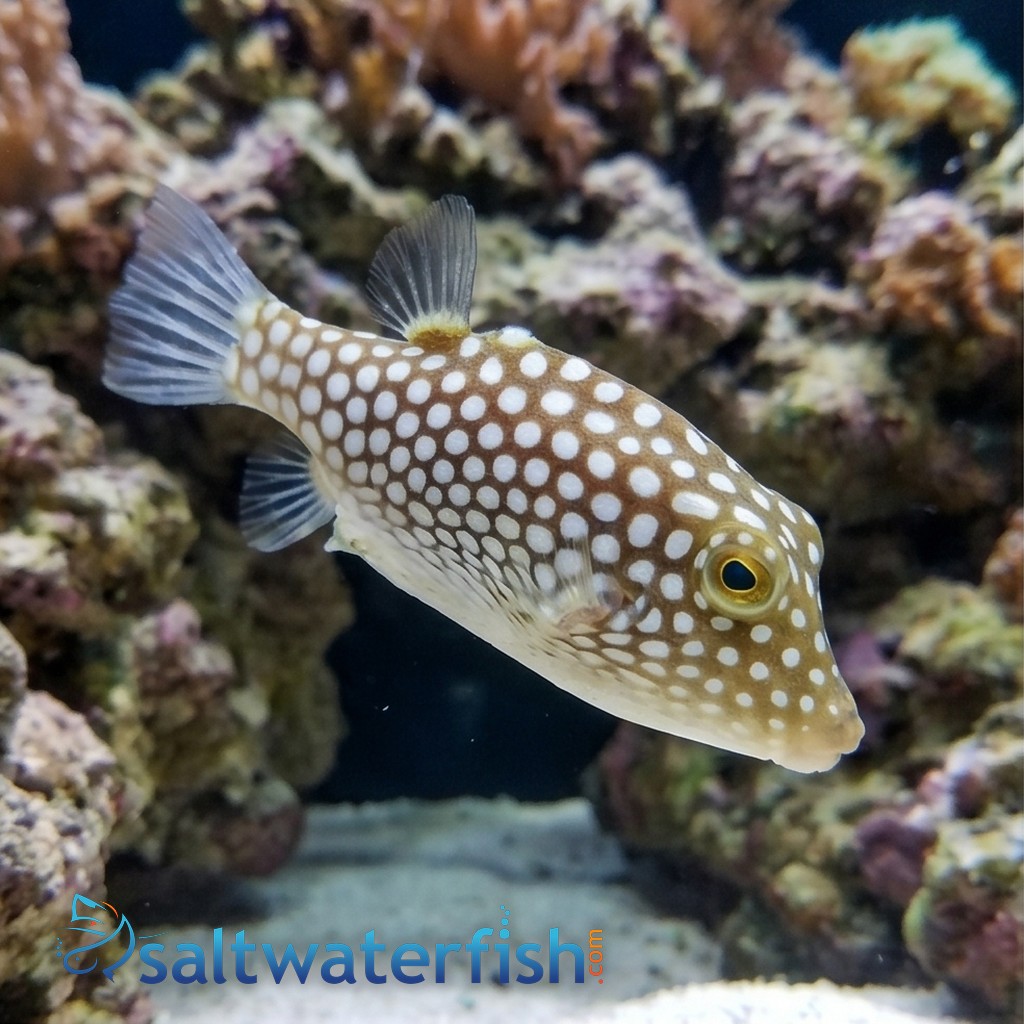 Hawaiian Spotted Puffer