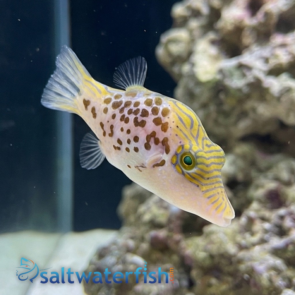 Leopard Puffer