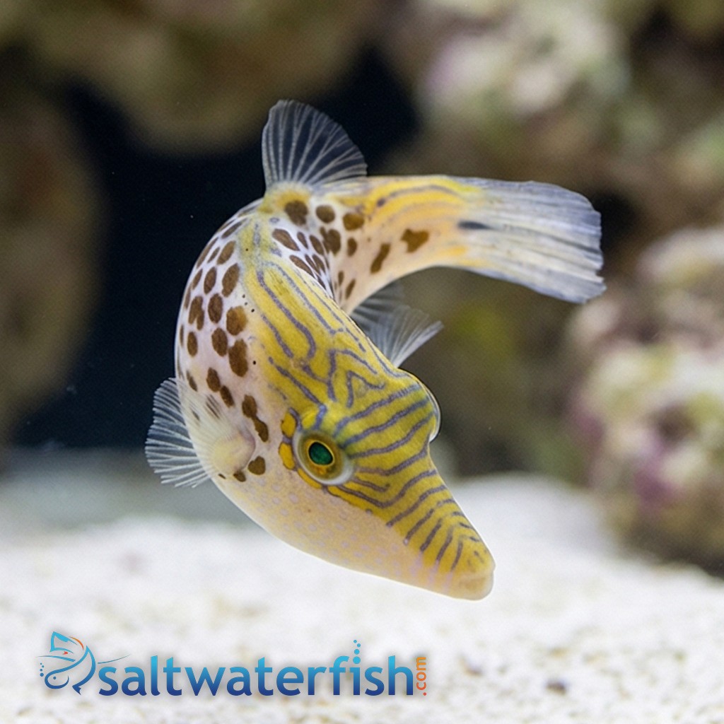 Leopard Puffer