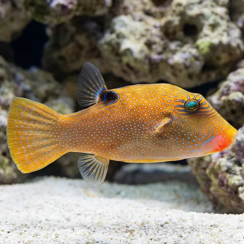 Blue Spot Puffer - Fiji - MAC Certified