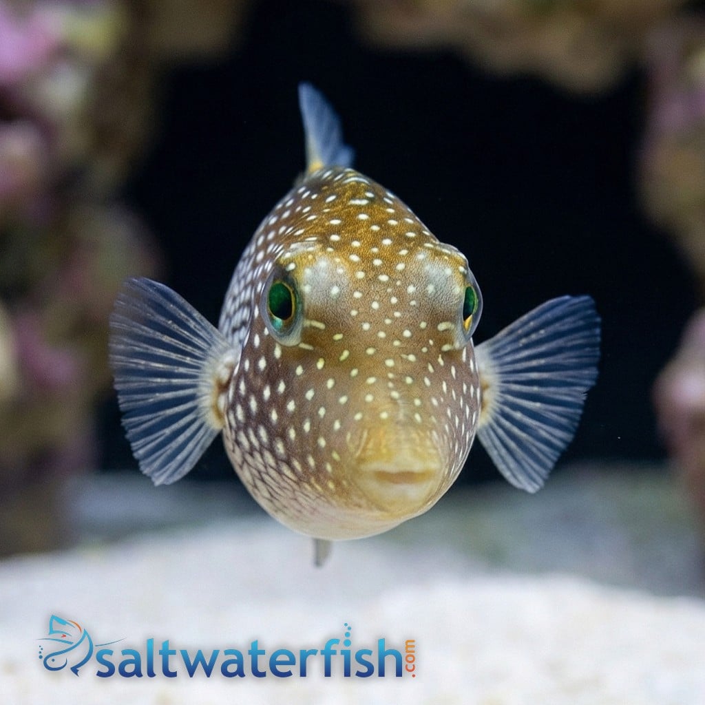 Spotted Sharpnose Puffer 