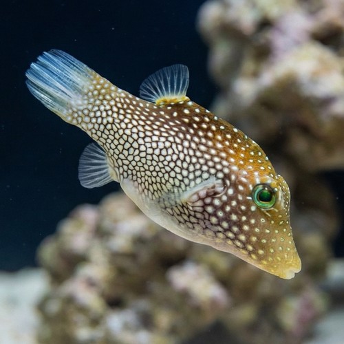 Spotted Sharpnose Puffer 