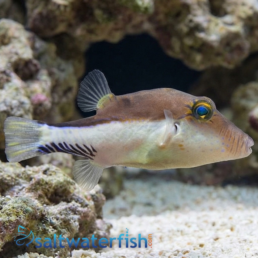 Caribbean Sharpnose Puffer