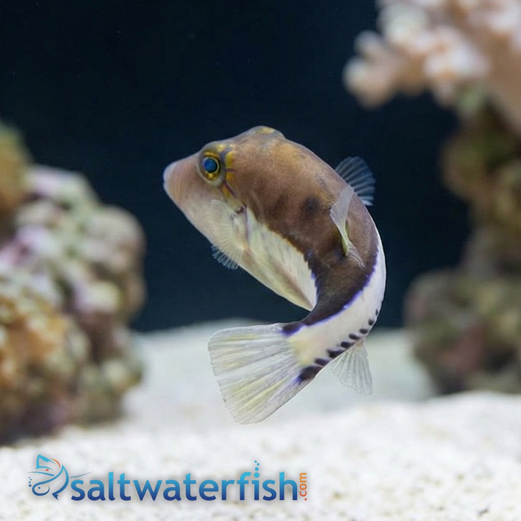 Caribbean Sharpnose Puffer