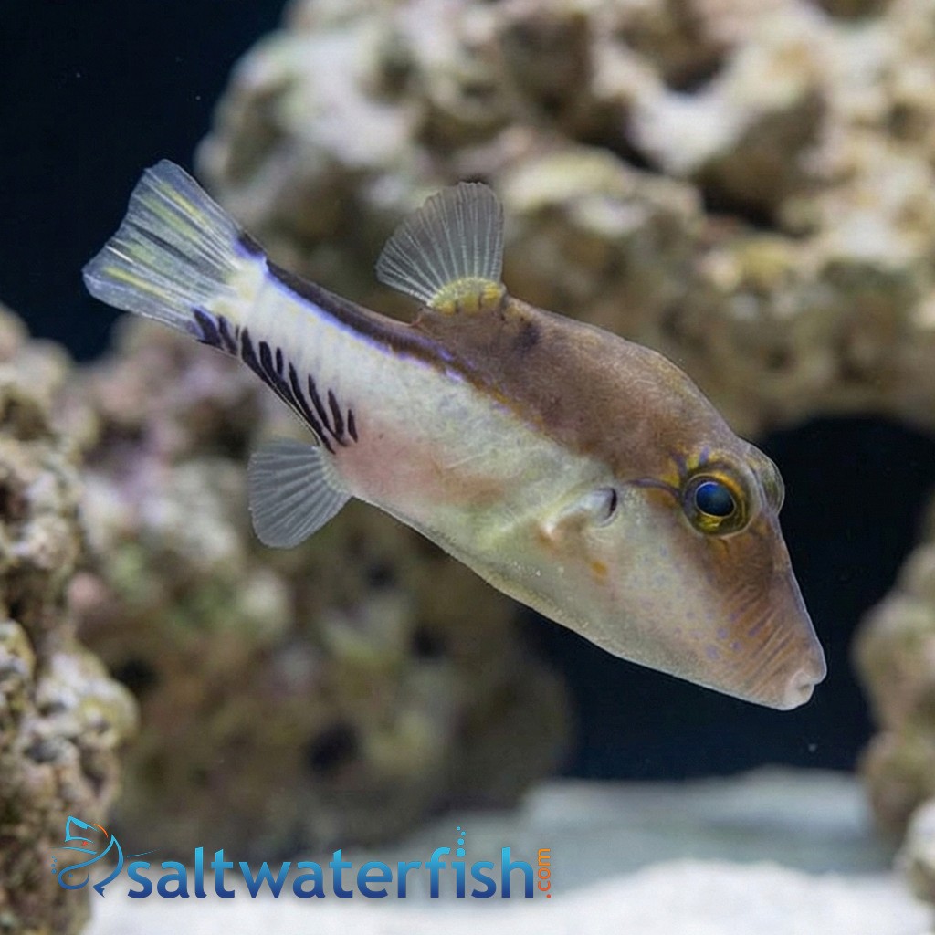 Caribbean Sharpnose Puffer