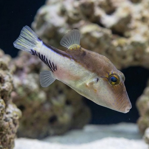 Caribbean Sharpnose Puffer