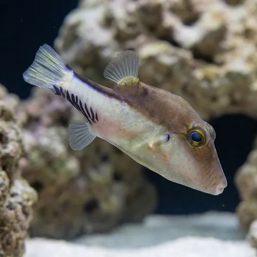 Caribbean Sharpnose Puffer