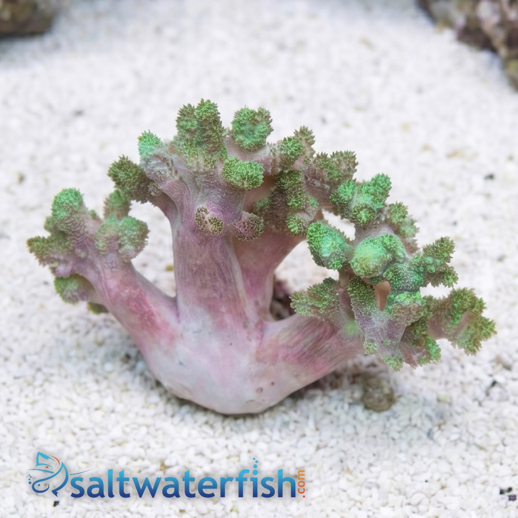 Kenya Tree Coral: Green