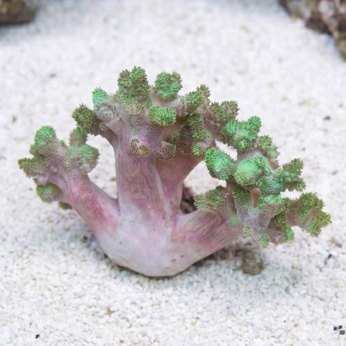 Kenya Tree Coral: Green
