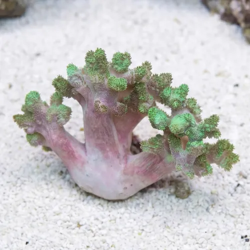 Kenya Tree Coral: Green
