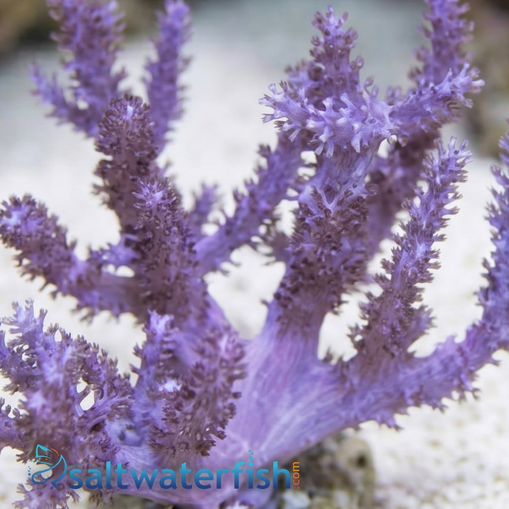 Kenya Tree Coral - Aquacultured
