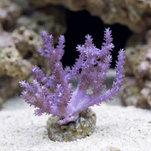 Kenya Tree Coral - Aquacultured