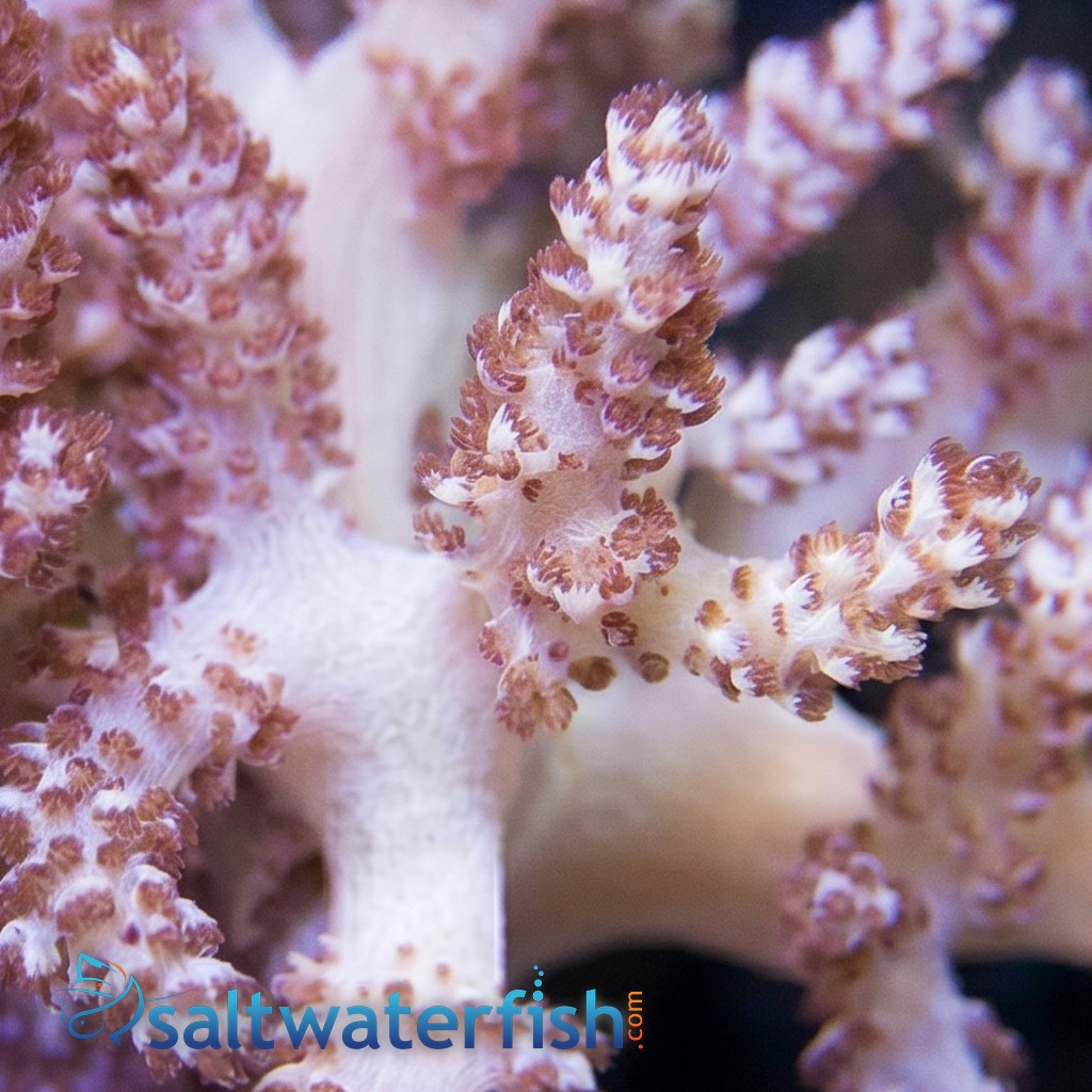 Kenya Tree Coral - Aquacultured