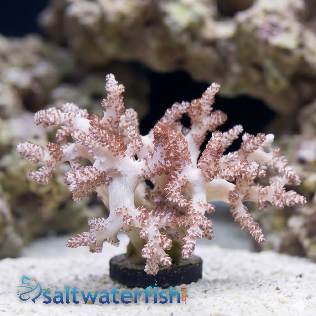 Kenya Tree Coral - Aquacultured