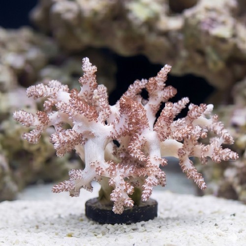 Kenya Tree Coral - Aquacultured