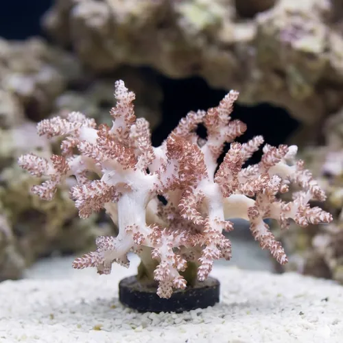 Kenya Tree Coral - Aquacultured