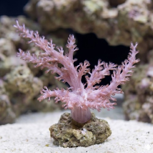 Kenya Tree Coral Pink - Aquacultured