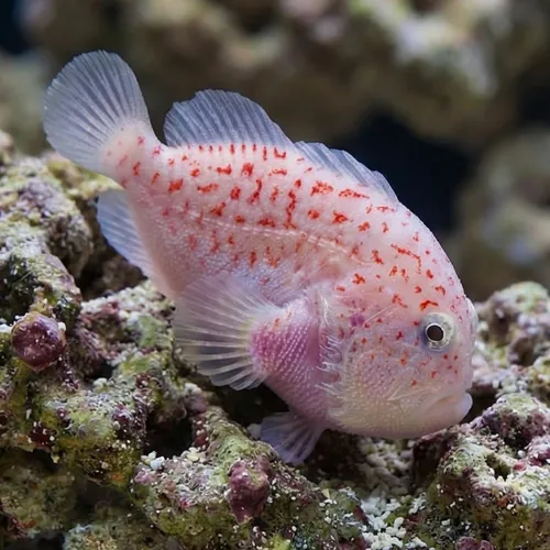 Gumdrop Spotted Croucher - Red Sea