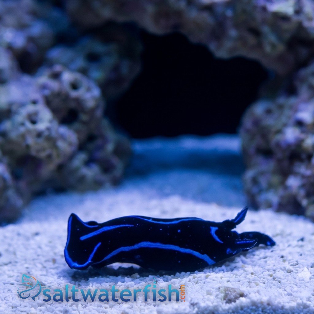 Blue Velvet Nudibranch