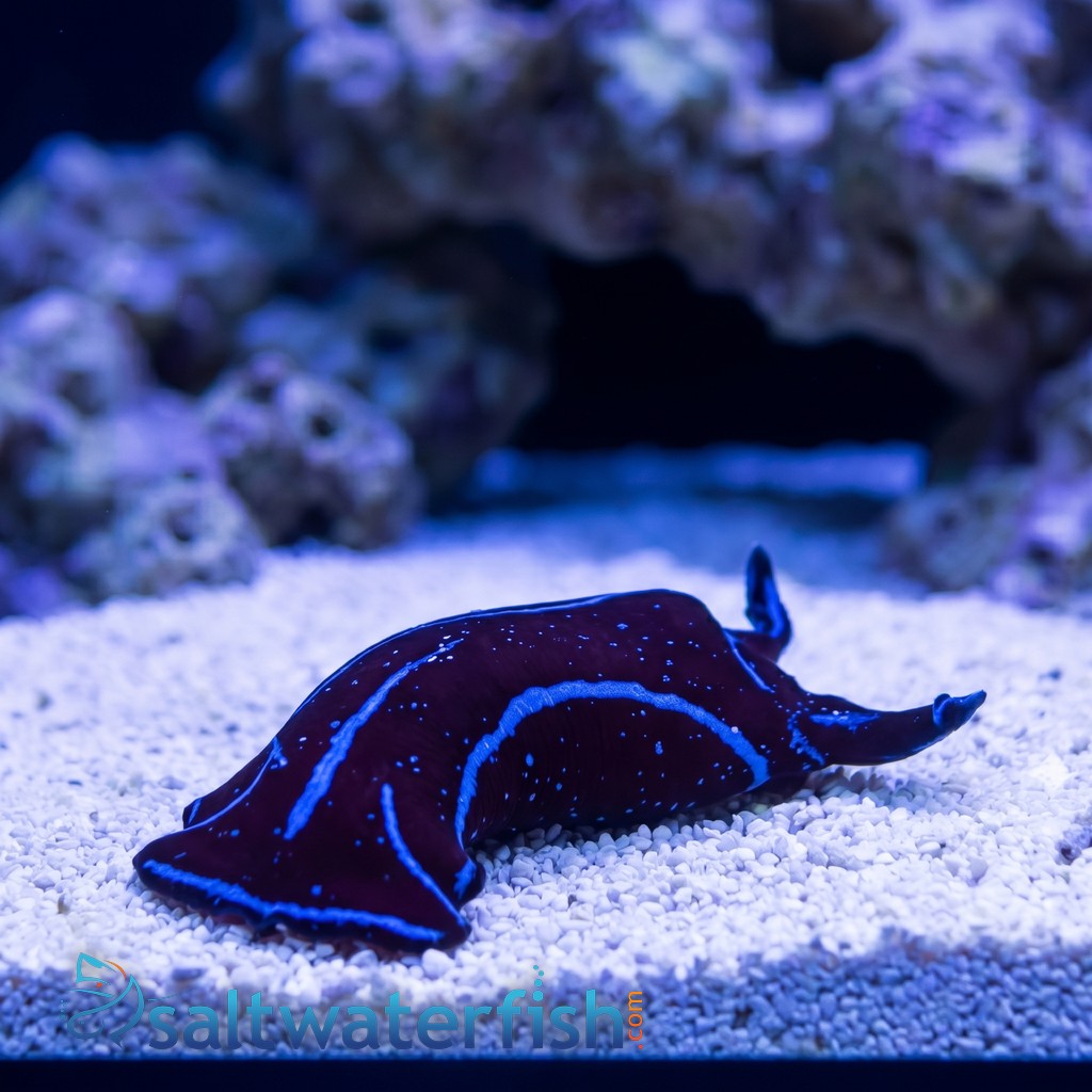 Blue Velvet Nudibranch