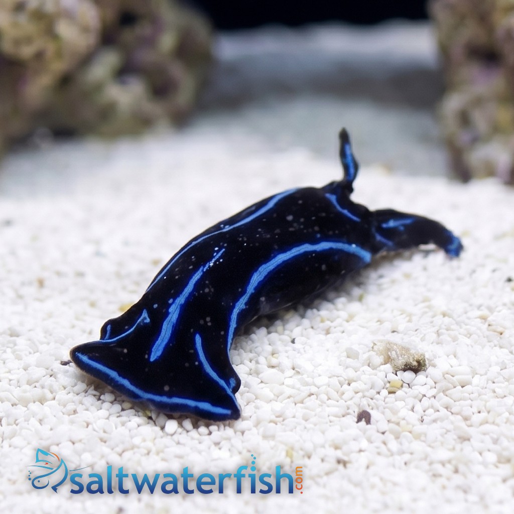 Blue Velvet Nudibranch
