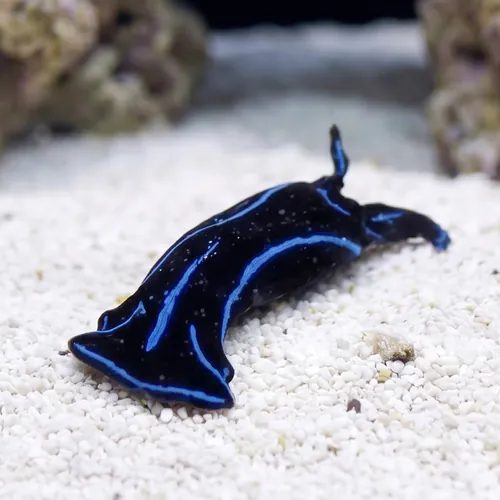 Blue Velvet Nudibranch