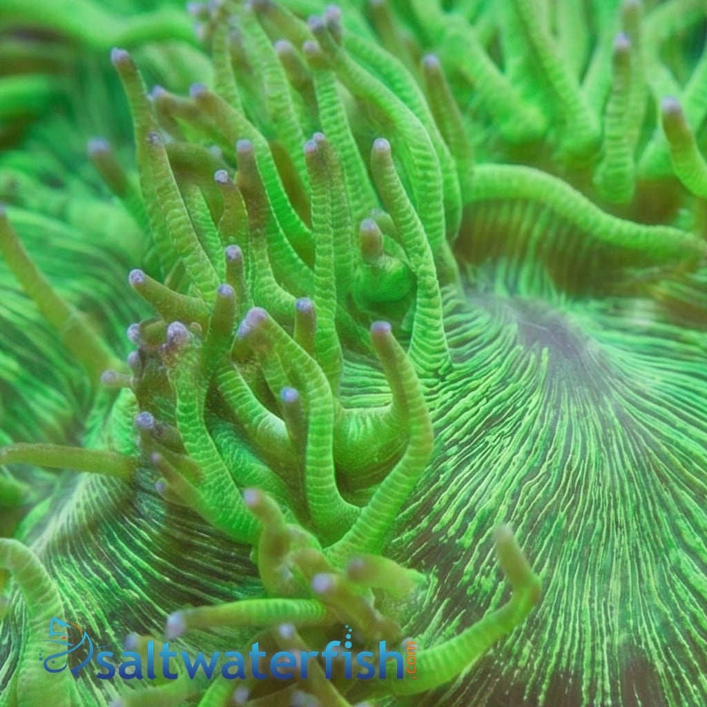 Elegance Coral: Color Tip