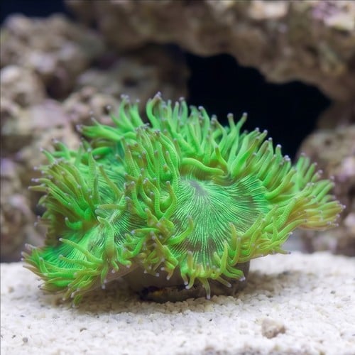 Elegance Coral: Color Tip