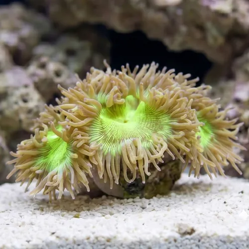 Elegance Coral