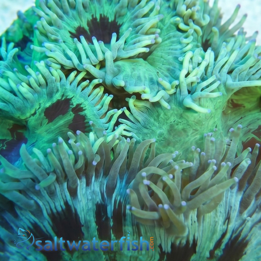 Elegance Coral: Green - Australia
