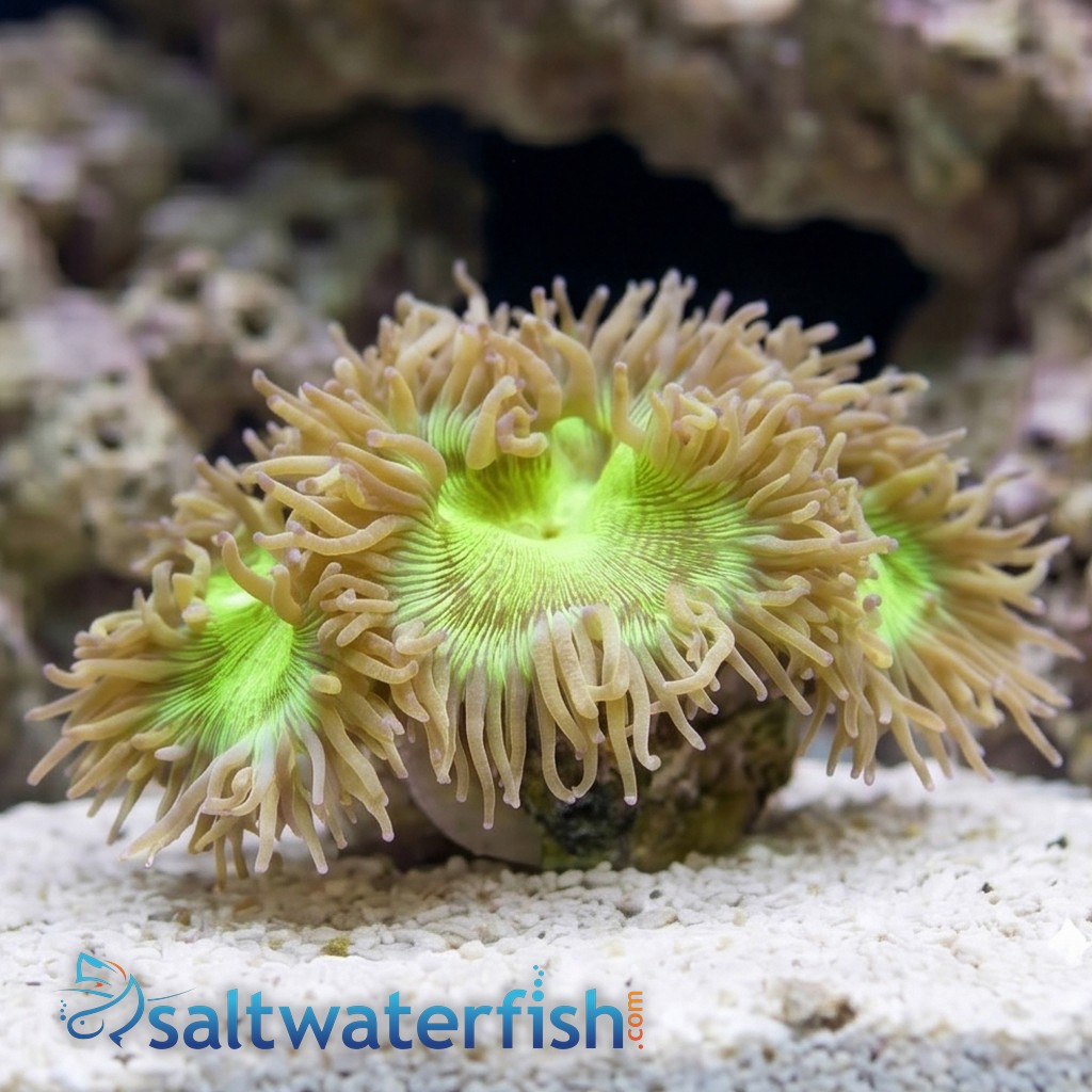 Elegance Coral: Green - Australia