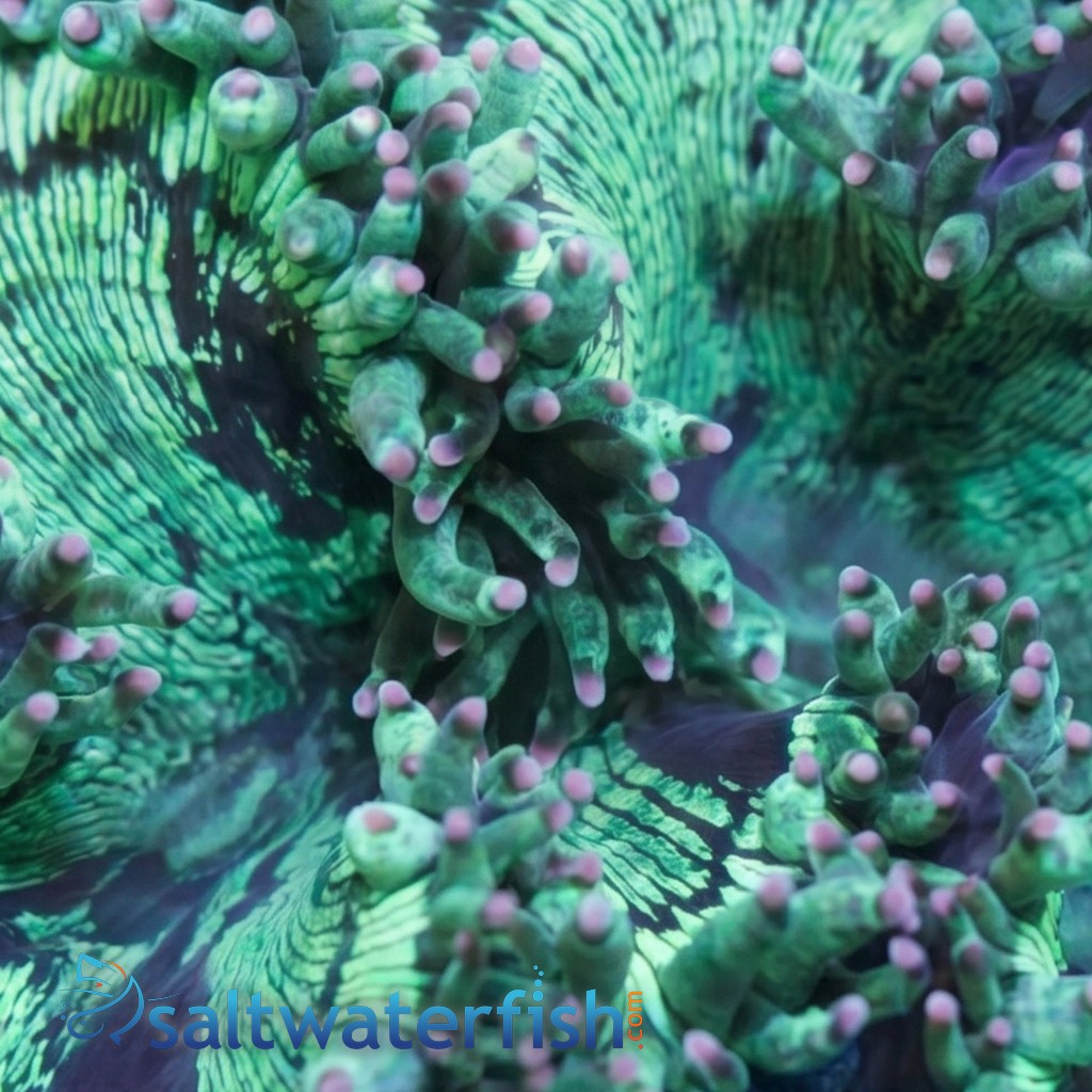 Elegance Coral: Pink/Purple Tip - Australia