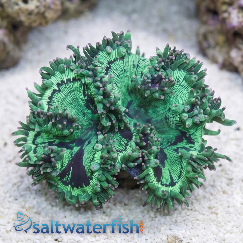 Elegance Coral: Pink/Purple Tip - Australia