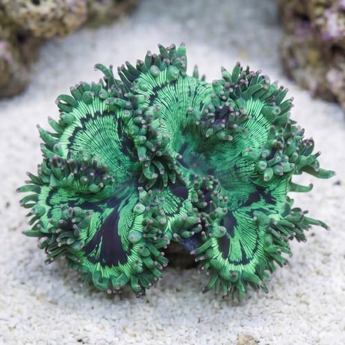 Elegance Coral: Pink/Purple Tip - Australia