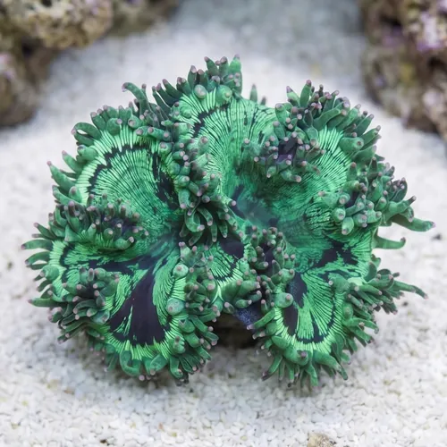 Elegance Coral: Pink/Purple Tip - Australia