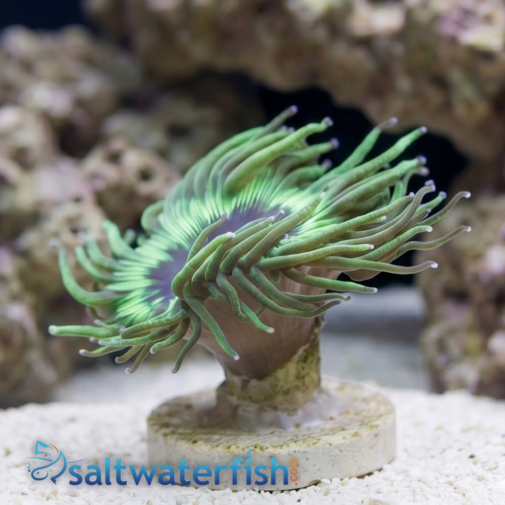 Elegance Coral: Pink/Purple Tip - Australia