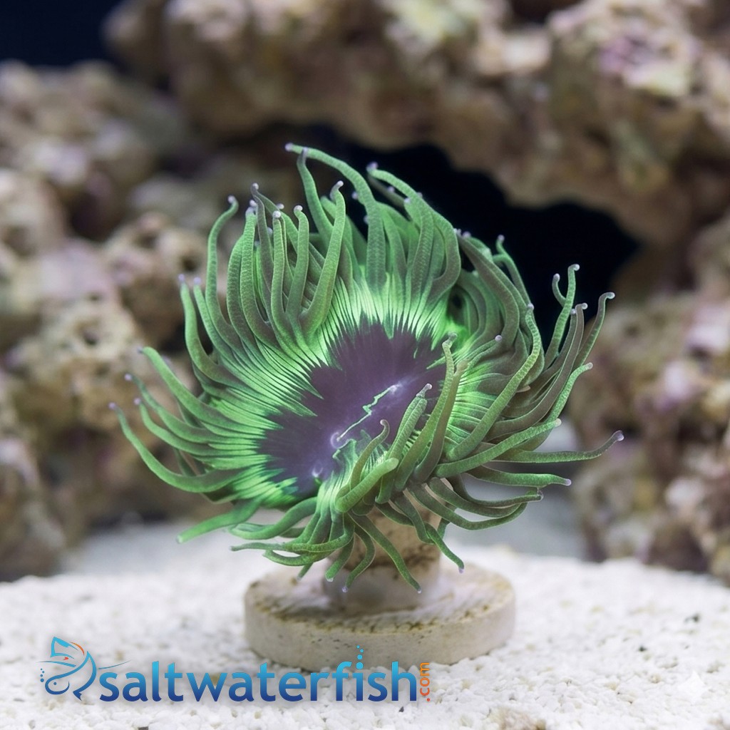 Elegance Coral: Pink/Purple Tip - Australia