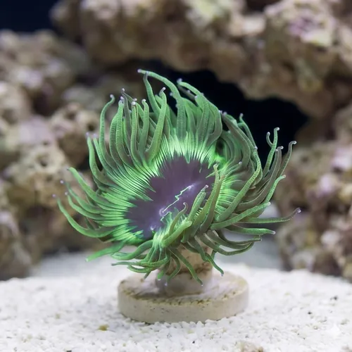 Elegance Coral: Pink/Purple Tip - Australia