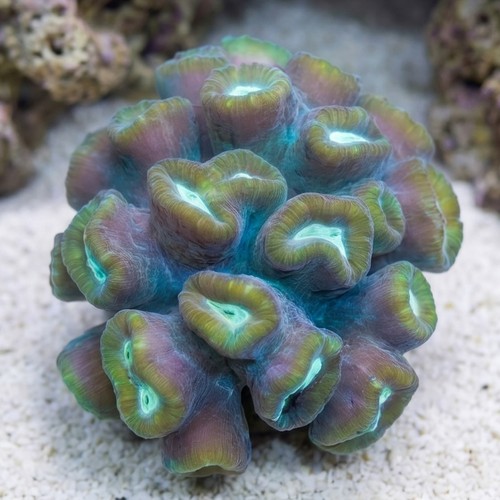 Curvata Trumpet Coral: Green 