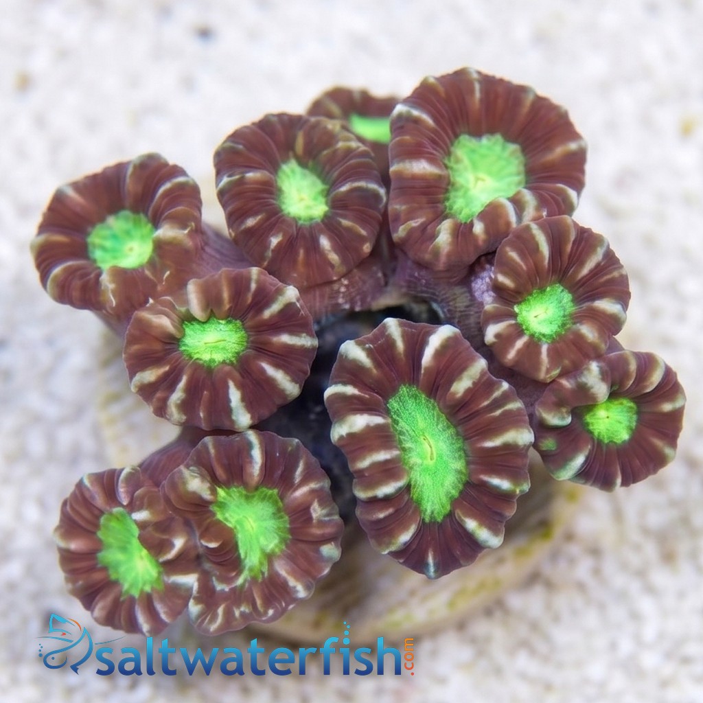 Trumpet Candy Cane Coral - Fiji