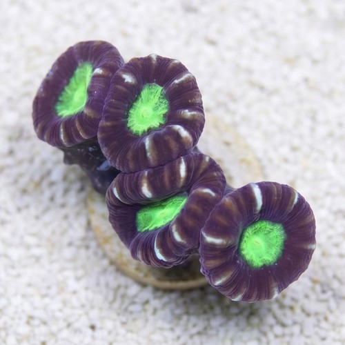 Trumpet Candy Cane Coral - Fiji
