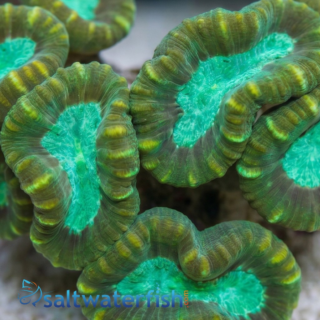 Big Pipe Trumpet Candy Cane Coral - Aquacultured