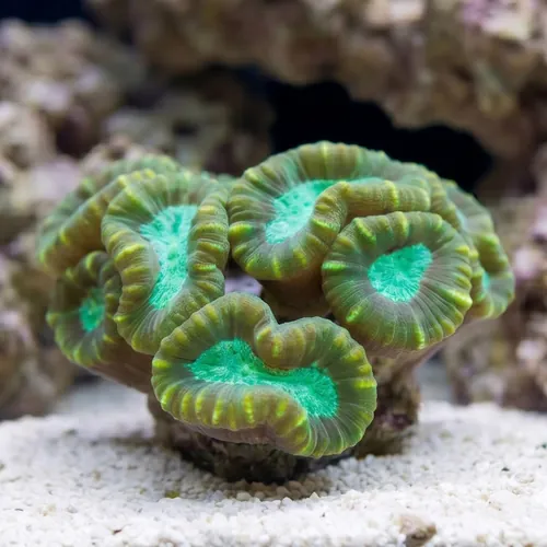 Big Pipe Trumpet Candy Cane Coral - Aquacultured