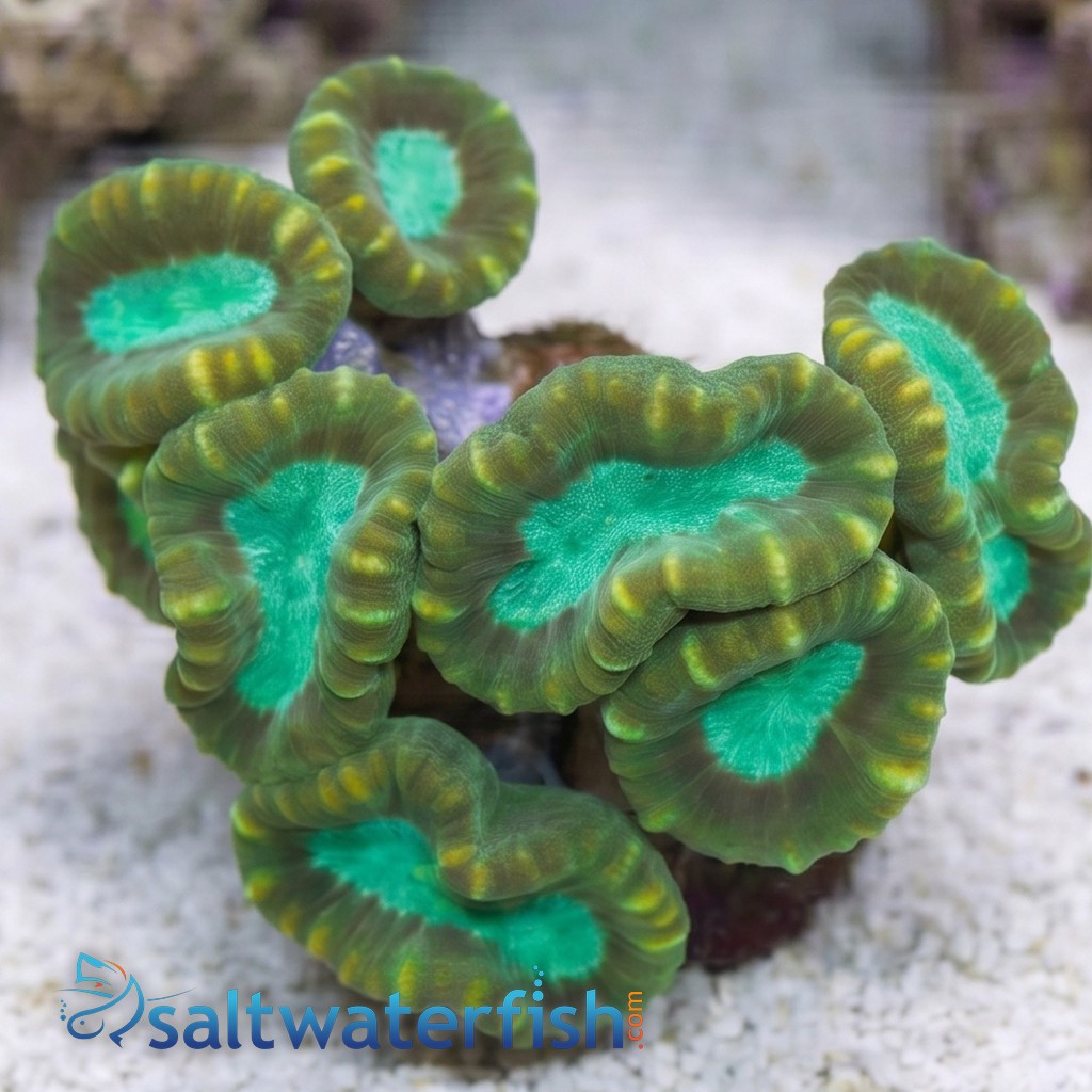 Trumpet Coral: Colored